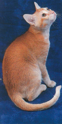 Фото к статье Цейлонская кошка 2.jpg