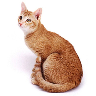 Фото к статье Цейлонская кошка 3.jpg