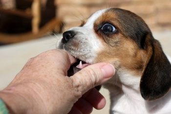 Фото к статье Как отучить собаку кусаться 1.jpg