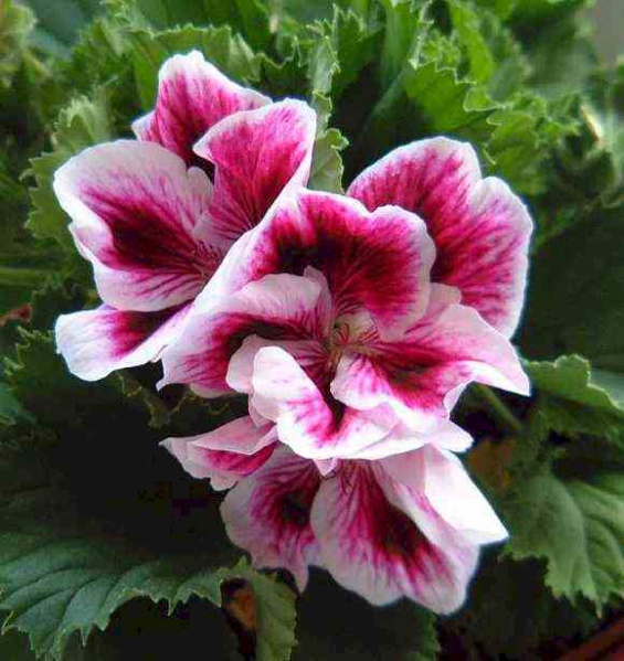 Файл:Pelargonia zonalna.jpg