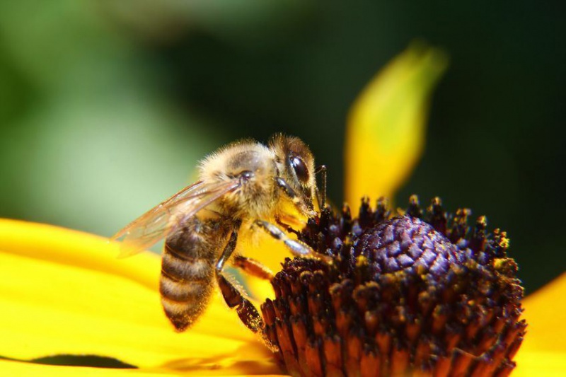 Файл:Photo nexus123.jpg