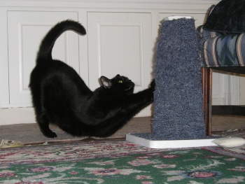 Фото к статье Как отучить кошку точить когти о мебель 3.jpg