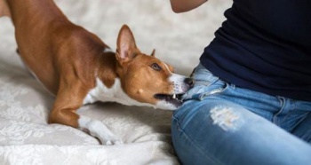 Фото к статье Как отучить собаку кусаться 4.jpg