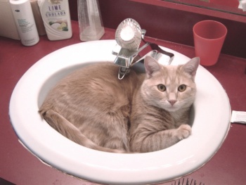 Фото к статье Как правильно купать кошку 4.jpg