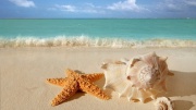 Starfish seashells bch sand wallpaper 1314350055.jpg