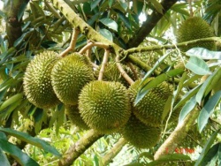 Durian2.jpg