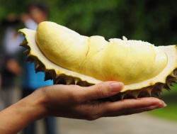Durian5.jpg
