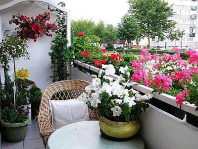 Цветы на балконе 3.jpg