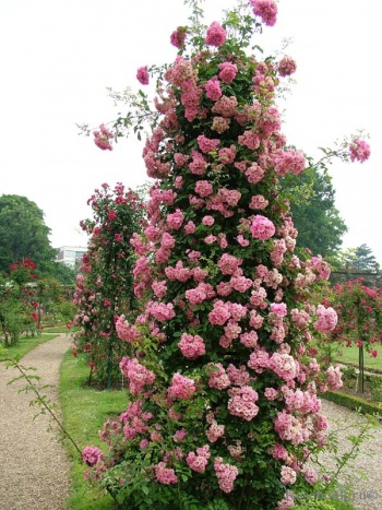Розы в саду 2.jpg