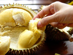 Durian4.jpg
