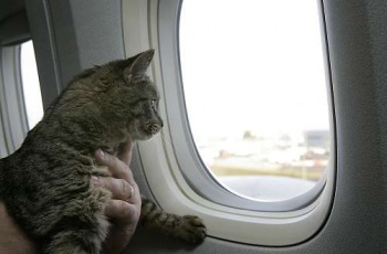 Фото к статье Путешествие с кошкой на самолете 4.jpg