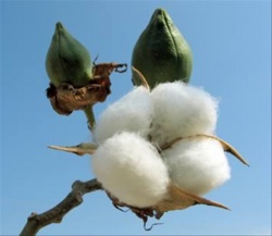 Cotton-plant-3-.jpg