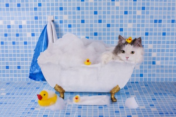 Фото к статье Как правильно купать кошку 1.jpg